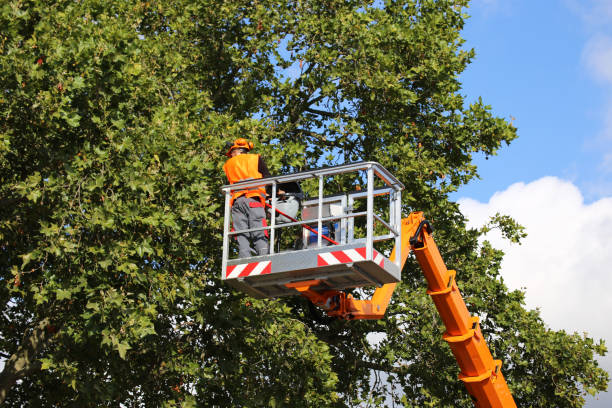 Trusted Hoosick Falls, NY Tree Services Experts